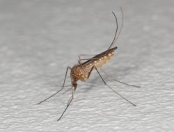 Pemukiman Masyarakat Desa Mandalasari Di serang Nyamuk yang tak Lazim