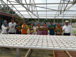 Kepala Desa Sirnasari Bagikan Sayuran Pakcoy Hasil  Dari Program Ketahanan Pangan