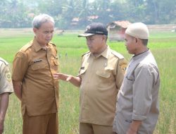 Pemkab Bogor Tangani Dampak Kekeringan Sektor Pertanian Melalui Pemberian AUTP