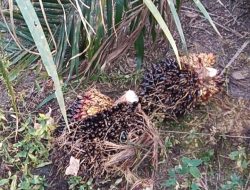 Saat Di Konfirmasi, Ini kata Kapolsek Torgamba AKP. M Ilham Lubis SH, Terkait Maraknya Pencuri Sawit Di Wilkum Polsek Torgamba.