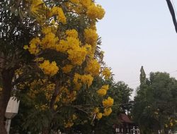 Pohon Mirip Bunga Sakura Tumbuh Di Depan Kantor Bupati Pemalang