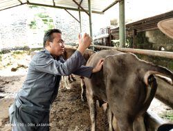Jelang Idul Adha, Pemkab Bogor Masif Lakukan Inspeksi Kesehatan Hewan Qurban Sehat