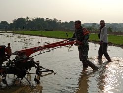Dukung Program Ketahanan Pangan Nasional Babinsa Dampingi Petani