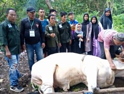 Terimakasih Pemkab Muba: DPC PPDI Muba Laksanakan Pemotongan Hewan Kurban Idul Adha 1445 H/2024 M
