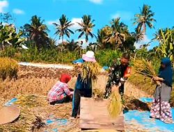 Babinsa Koramil 1615-09/Sikur, Berikan Dukungan dan Motipasi kepada Petani, Dengan Ikut Serta Panen Padi