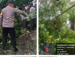 POLSEK CIAMPEA BERSAMA INSTANSI TERKAIT TINDAK CEPAT TANGANI ADANYA POHON TUMBANG MENUTUP JALAN RAYA