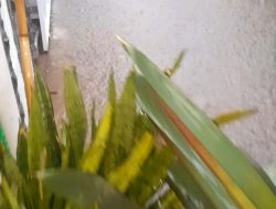 Banjir Hampir Menyeluruh di Kecamatan Ciomas Desa Padasuka Akibat Hujan Badai