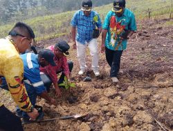 *PJ Bupati Jayawijaya Tanam 1000 Bibit Pohon Alpukat di Kampung Iriliga*
