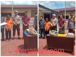 Polres Tapanuli Utara Musnahkan 2 Kg Ganja: Fakta, Kronologi, dan Proses Hukum