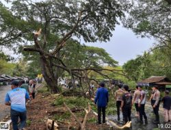 Polres Loteng Evakuasi Pohon Tumbang Halangi Arus Lalu Lintas.