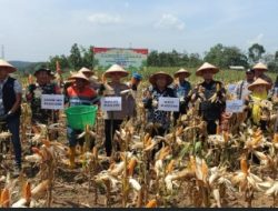 Panen Raya Jagung Serentak Kuartal II, Dukung Swasembada Pangan Nasional 2025