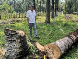 PT. PLN ULP Pangkalan Balai (PT. Haleyora Power) diduga langgar UU No. 30 tahun 2009, Tebang ratusan pohon sawit masyarakat tanpa izin pemilik