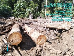 Riduan Bongkar Dugaan Perambahan Hutan dan Ilegal Logging di Kapuas Hulu: “Laporan Kami Seperti Jadi ATM Berjalan”