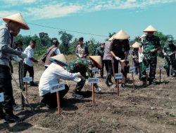 Sinergi Polri dan Pemkab Garut Tanam Jagung Serentak: Dorong Ketahanan Pangan Lokal