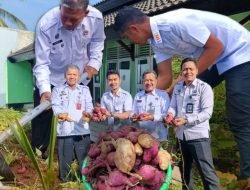 Dukung Ketahanan Pangan Nasional, LPKA Lombok Tengah Laksanakan Panen Ubi