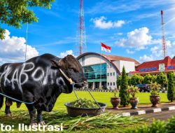 Ada Apa dengan Sapi Kurban Bantuan Presiden di Muba? Kesra Setda Memilih Diam